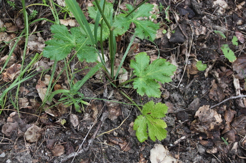 iNaturalist observation photo of Pacific Sanicle