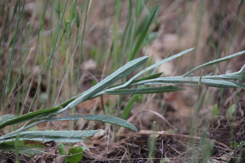 iNaturalist observation photo of Sunflowers, Daisies, Asters, and Allies