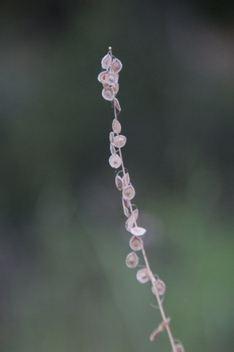iNaturalist observation photo of Fringepods