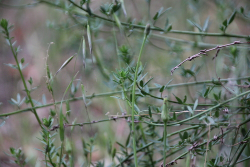 iNaturalist observation photo of deerweed
