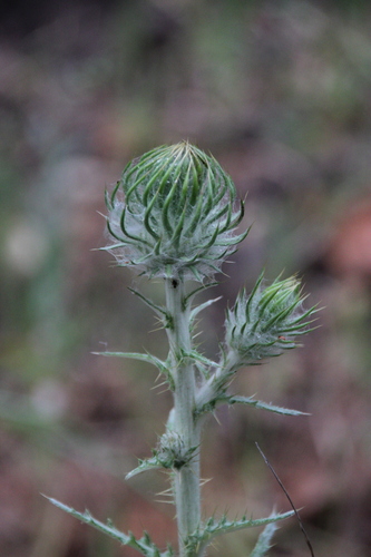 iNaturalist observation photo of Cobwebby Thistle