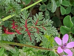 Synchytrium papillatum