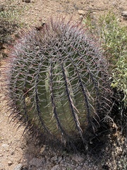 Ferocactus emoryi emoryi