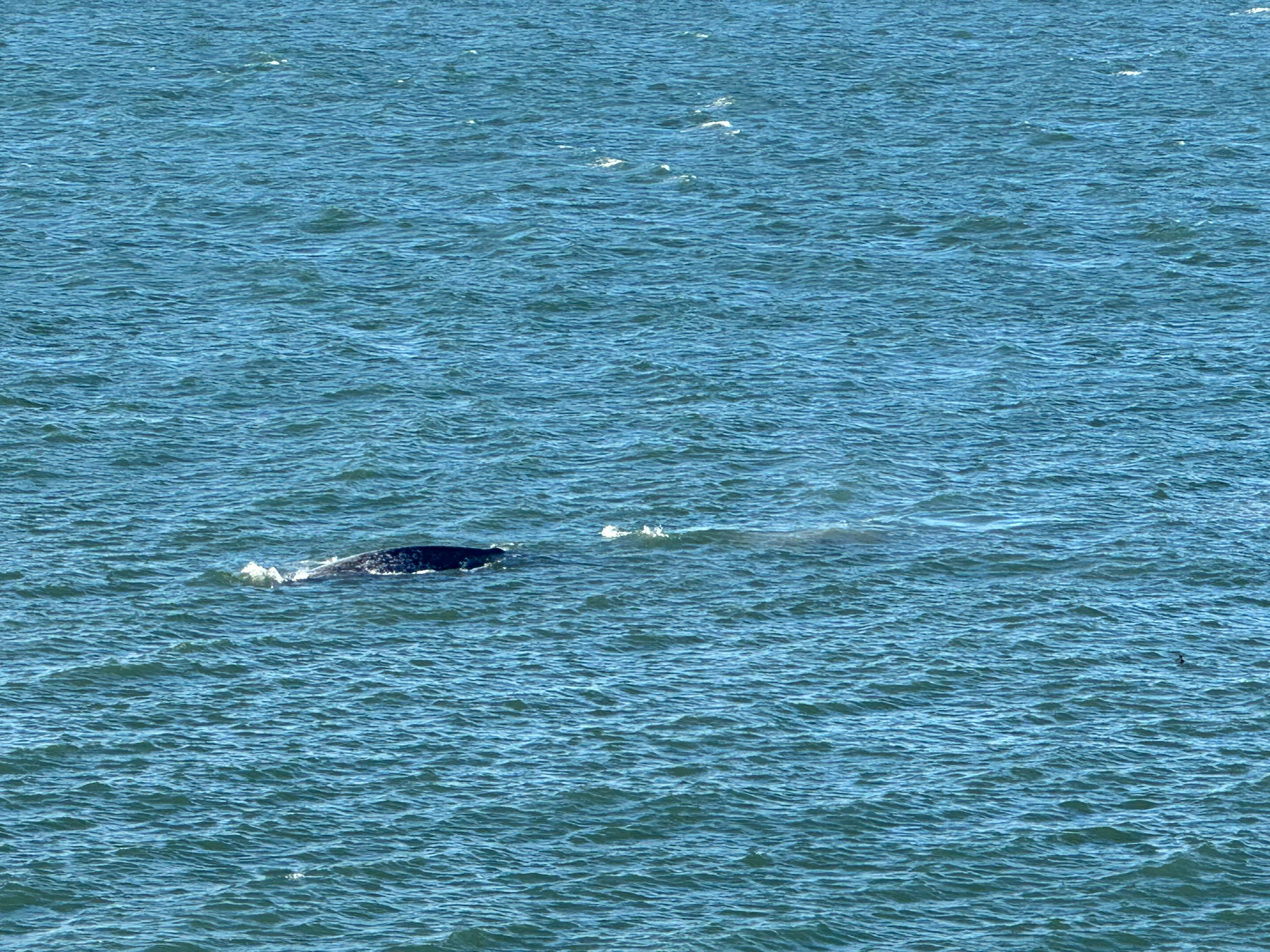 Eschrichtius robustus