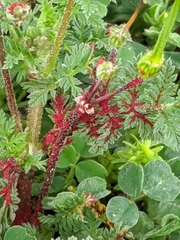 Synchytrium papillatum