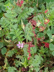 Synchytrium papillatum