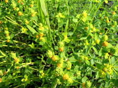 Euphorbia spinosa