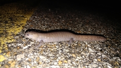 Ambystoma barbouri
