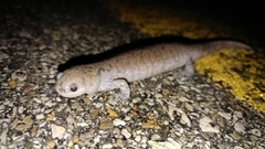 Ambystoma barbouri