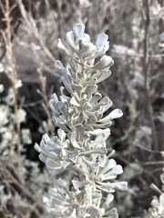Artemisia tridentata tridentata