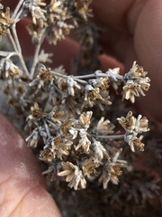 Artemisia tridentata tridentata