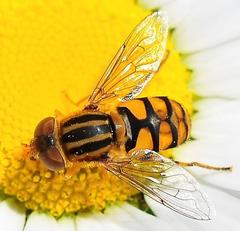 Parhelophilus integer