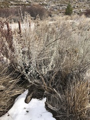 Artemisia tridentata tridentata