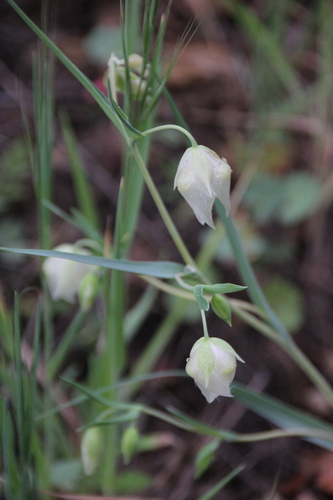 iNaturalist observation photo of White Globe Lily