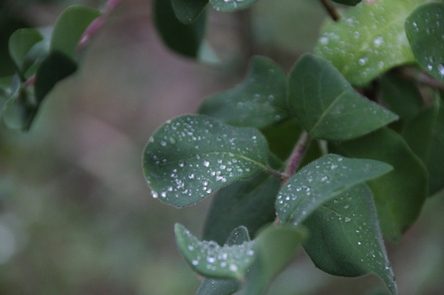 iNaturalist observation photo of honeysuckles