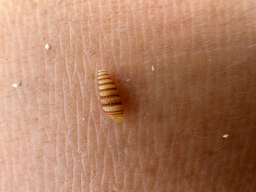 Mastonia cingulifera observed 2026-04-12