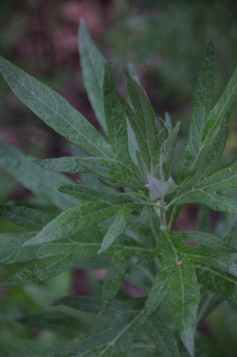 iNaturalist observation photo of California mugwort