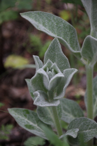 iNaturalist observation photo of woollypod milkweed