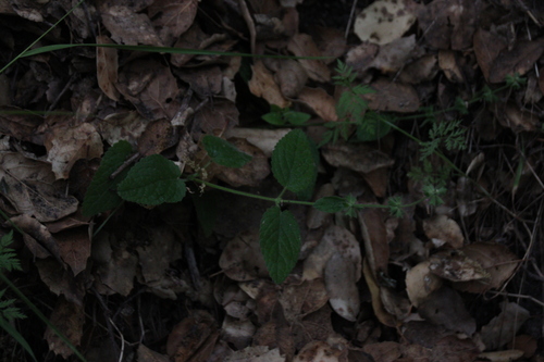 iNaturalist observation photo of Hedgenettles