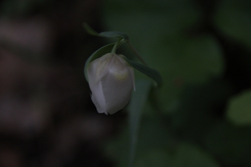 iNaturalist observation photo of White Globe Lily