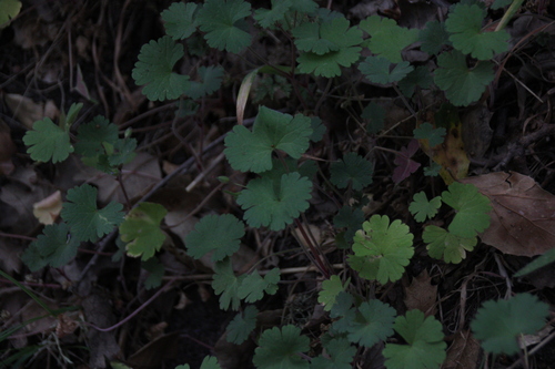 iNaturalist observation photo of Roundleaf geranium