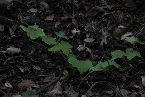 iNaturalist observation photo of California manroot