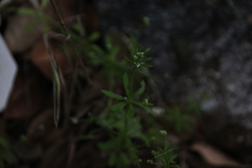iNaturalist observation photo of catchweed bedstraw
