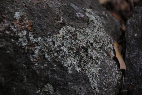 iNaturalist observation photo of rock shield lichens