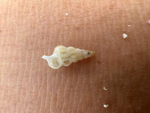 Cerithium rostratum observed 2026-04-12