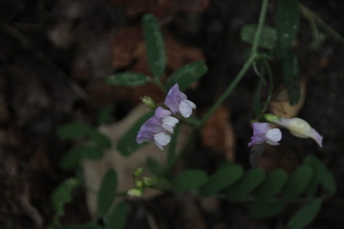 iNaturalist observation photo of Peas, Vetches, and Allies