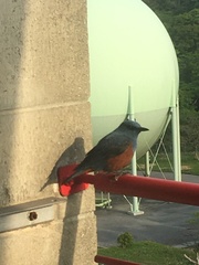 Monticola solitarius