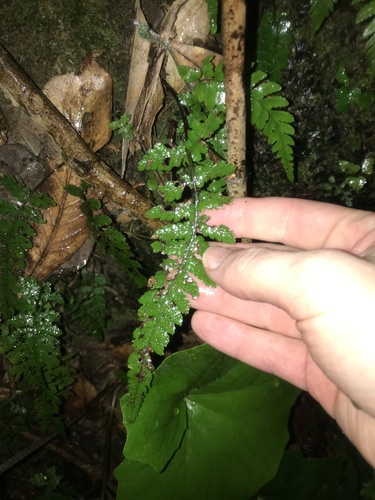 Deparia pseudoconilii iNat (1)