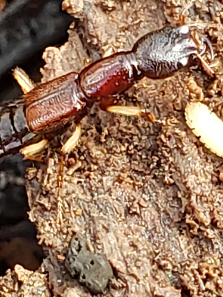 Homaeotarsus bicolor