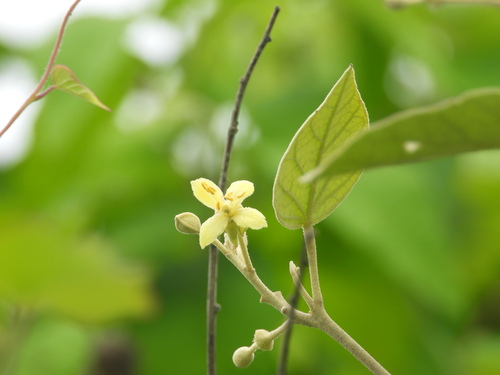 Capparicordis crotonoides, 2026-03-26