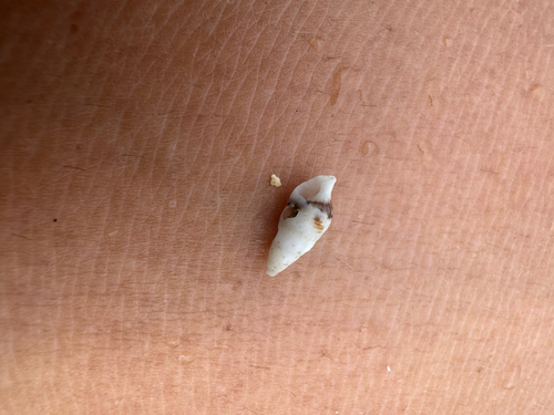 Cerithium egenum observed 2026-04-12