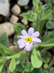Chaetopappa bellidifolia