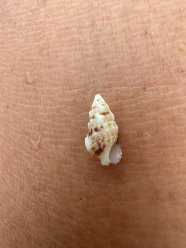 Cerithium atromarginatum observed 2026-04-12