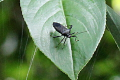 Nematopus