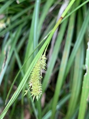 Carex sociata