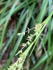 Carex sociata