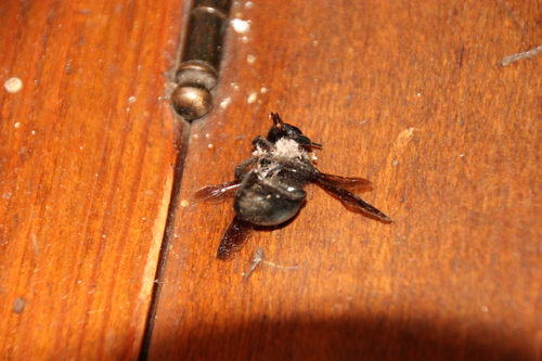 iNaturalist observation photo of Western Carpenter Bee