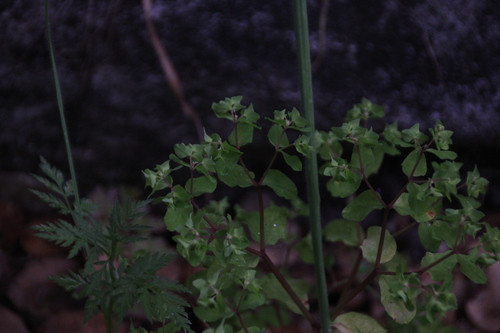 iNaturalist observation photo of Petty Spurge