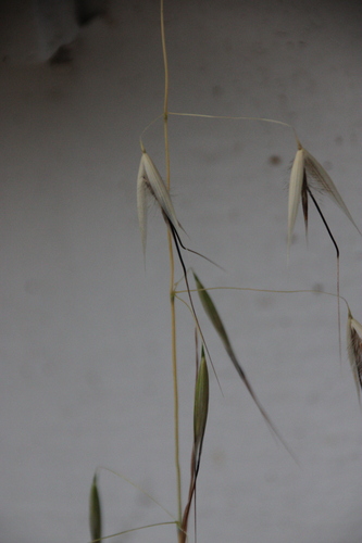 iNaturalist observation photo of Oats