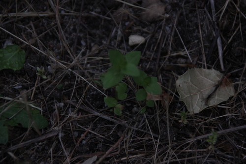 iNaturalist observation photo of Dicots