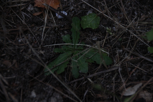 iNaturalist observation photo of Cat's-Ears