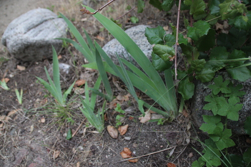 iNaturalist observation photo of Section Iris