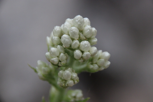 iNaturalist observation photo of California cudweed