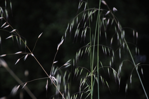 iNaturalist observation photo of Oats