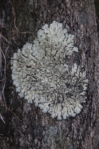 iNaturalist observation photo of rock shield lichens