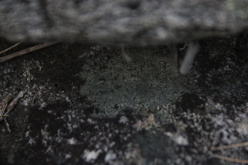 iNaturalist observation photo of Common Lichens